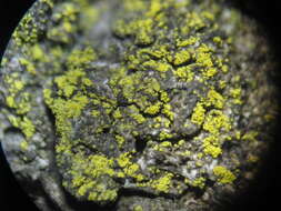 Image of eggyolk lichen