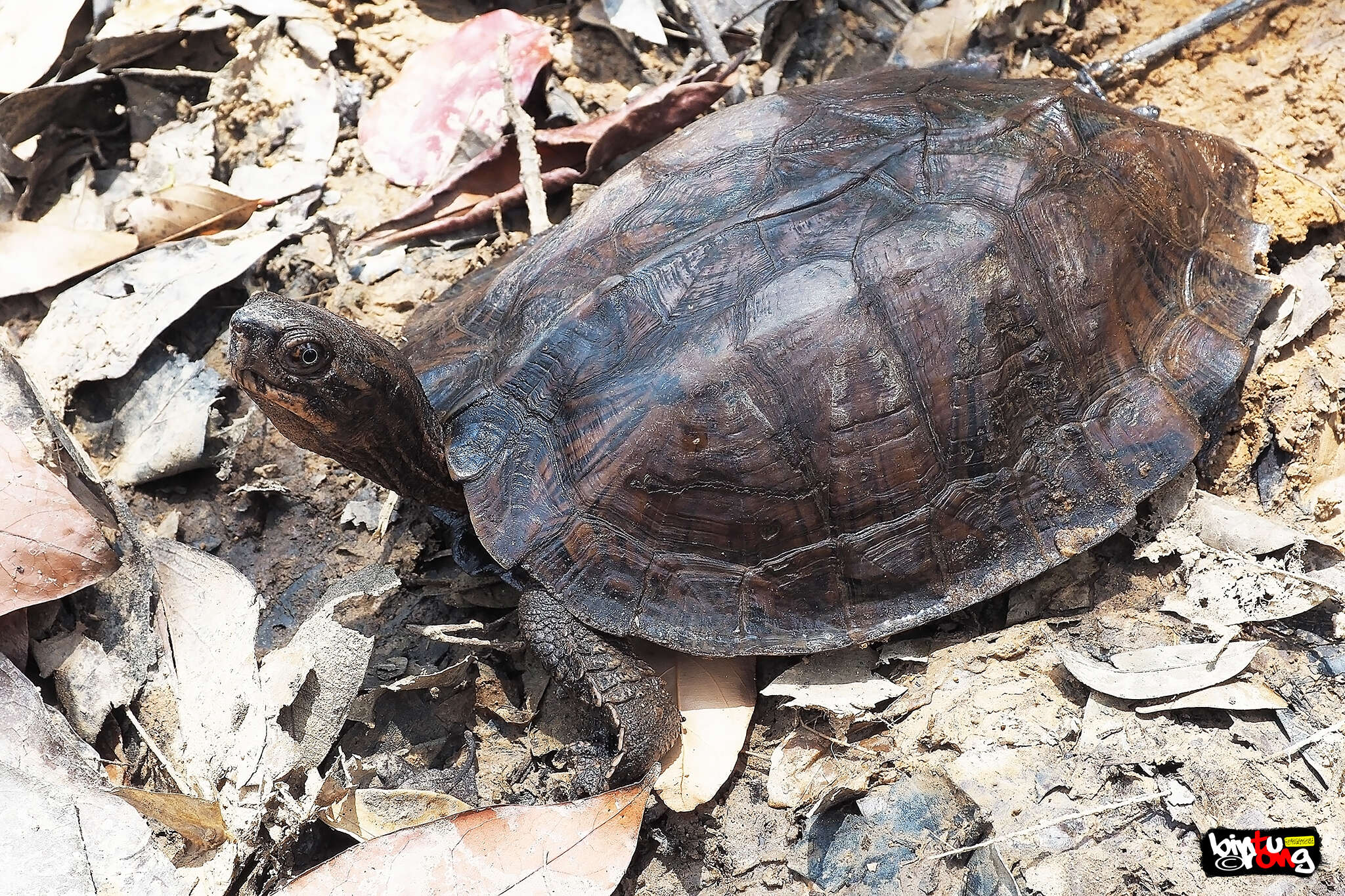 Image of Oldham’s Leaf Turtle