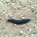 Image of Black velvet leatherleaf slug