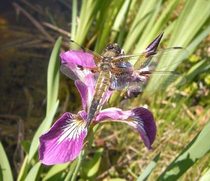 Image of Four-spotted Chaser