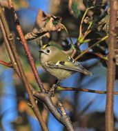 Image of Firecrest