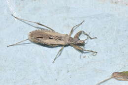 Image of Oncocephalus pilicornis (Herrich-Schaeffer 1835)