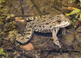 Image of Eurasian Marsh Frog