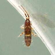 Image of hairy-back girdled springtail