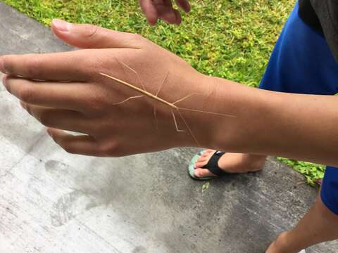 Image of Stick insect