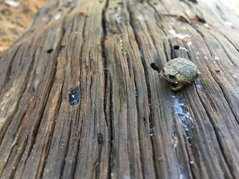Cape yağmur kurbağası resmi