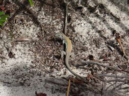 Image of Rodeck's Whiptail