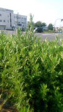 Image of Japanese mugwort