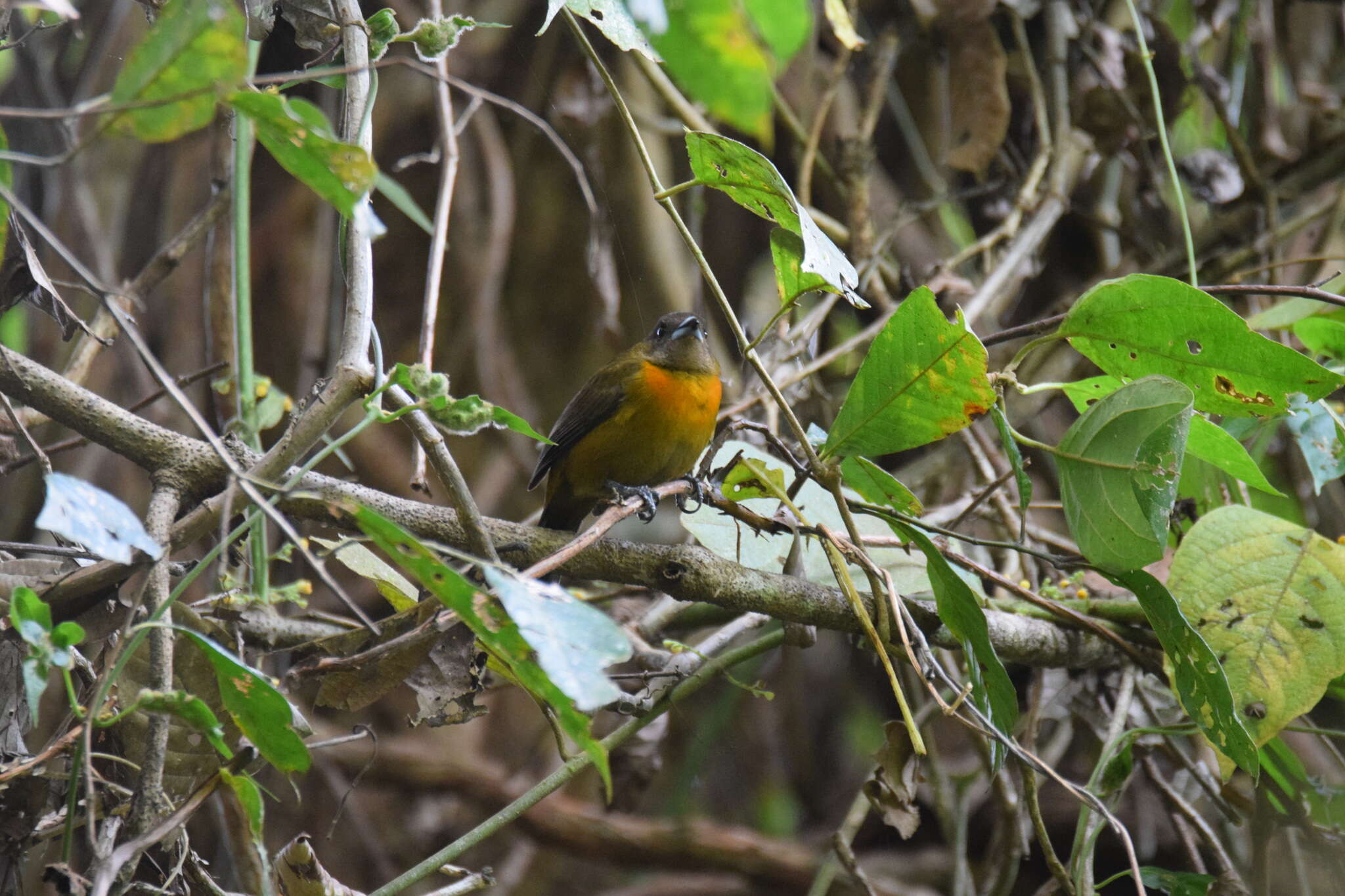 Image of Ramphocelus passerinii costaricensis Cherrie 1891