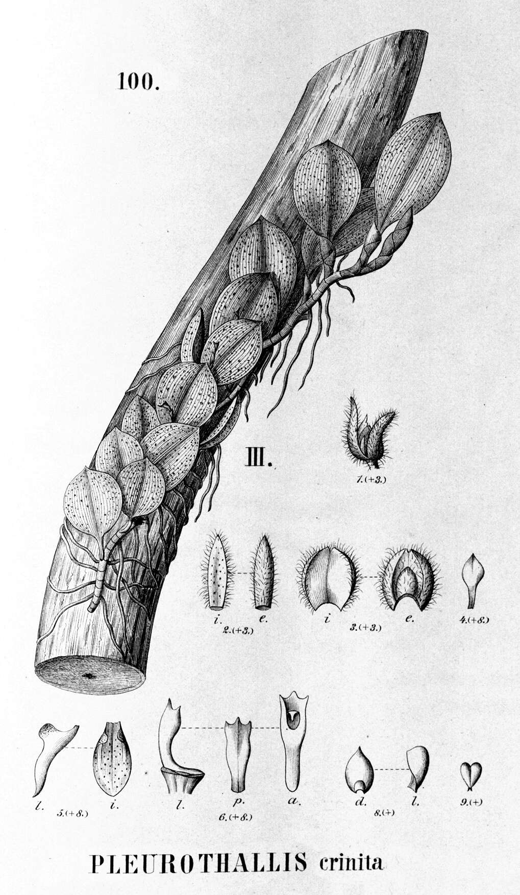 Image of Acianthera crinita (Barb. Rodr.) Pridgeon & M. W. Chase