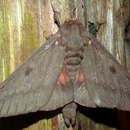 Image of Pine Devil Moth