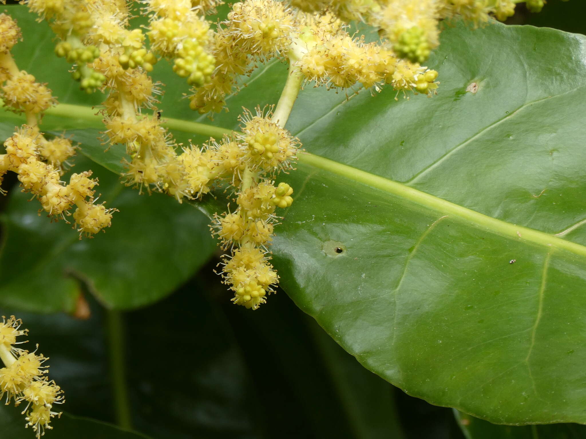 Meryta angustifolia (Endl.) Seem. resmi