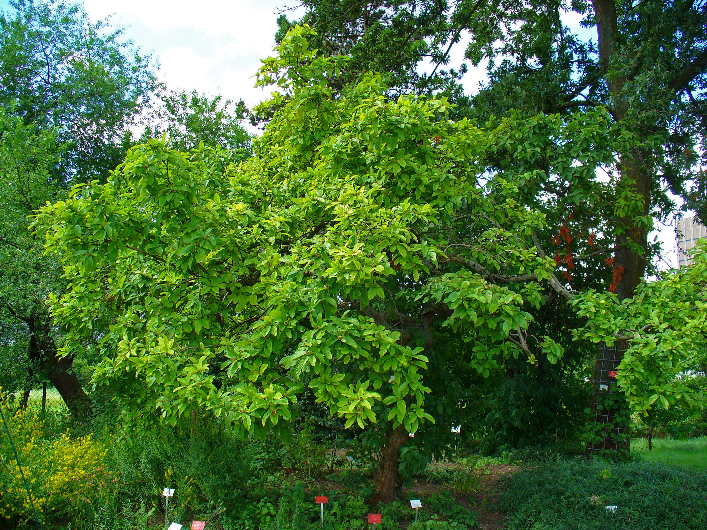 Image of Medlar