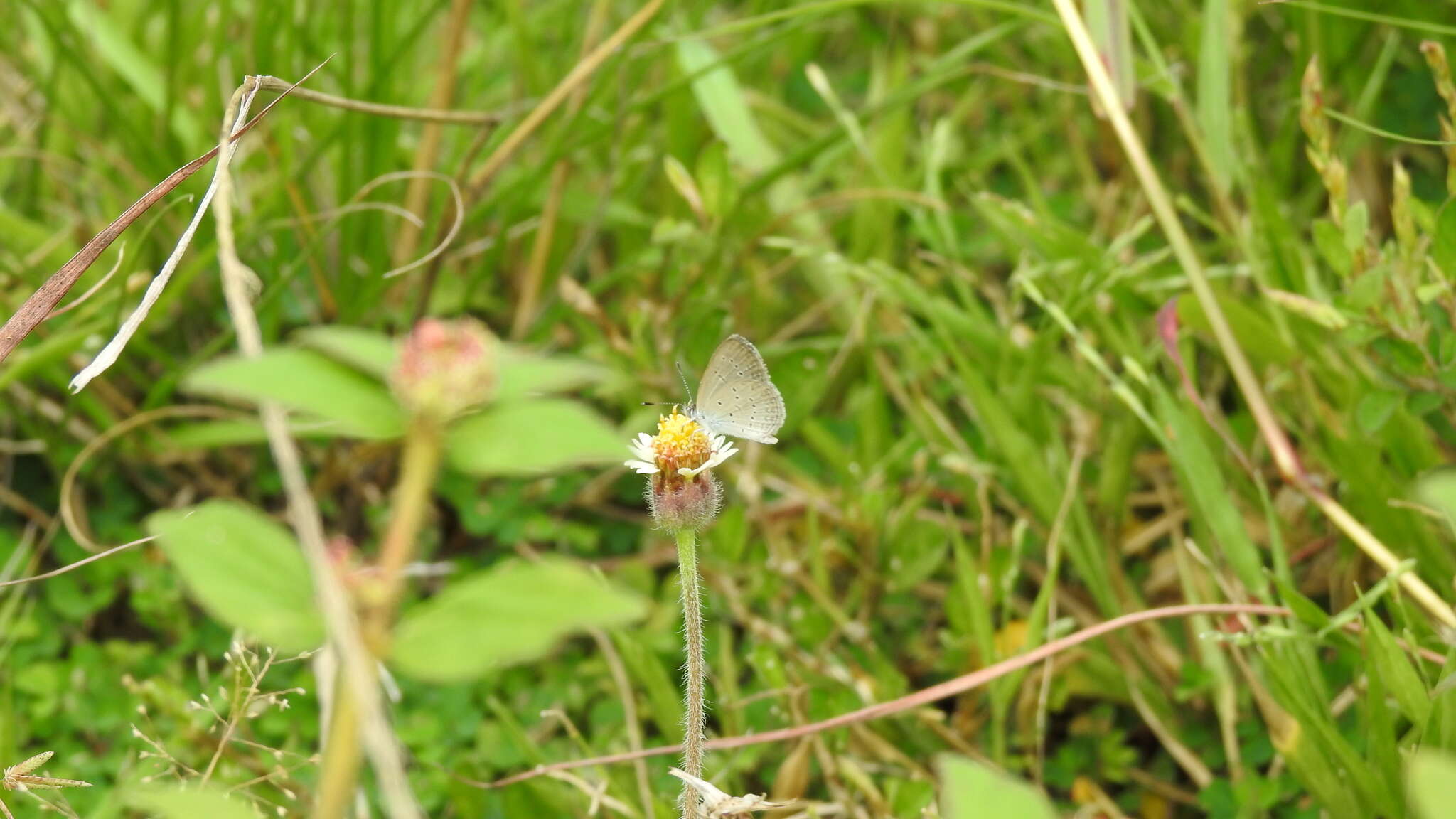 Image of <i>Zizina otis riukuensis</i>