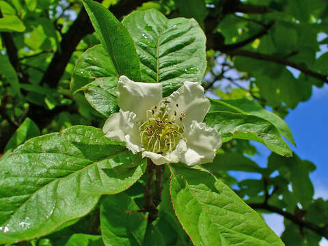 Image of Medlar