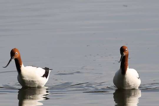 Image of Australian Red-necked Avocet