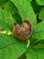 Image of Medlar