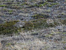 Image of Lark Seedsnipes