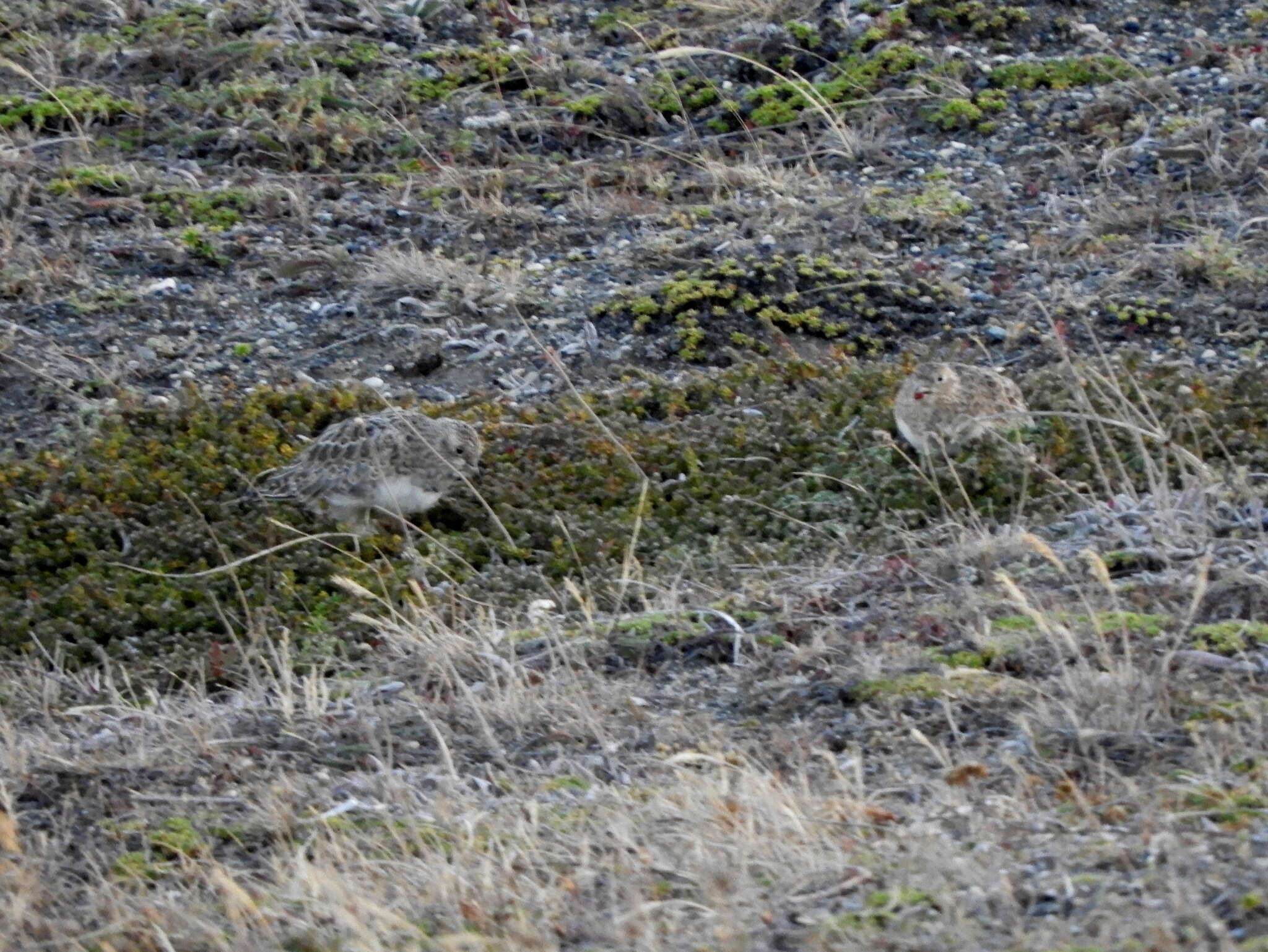 Image of Lark Seedsnipes