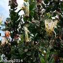 Image of Protea aurea subsp. aurea