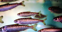 Image of Coho Salmon