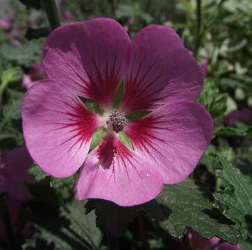 Image de Anisodontea