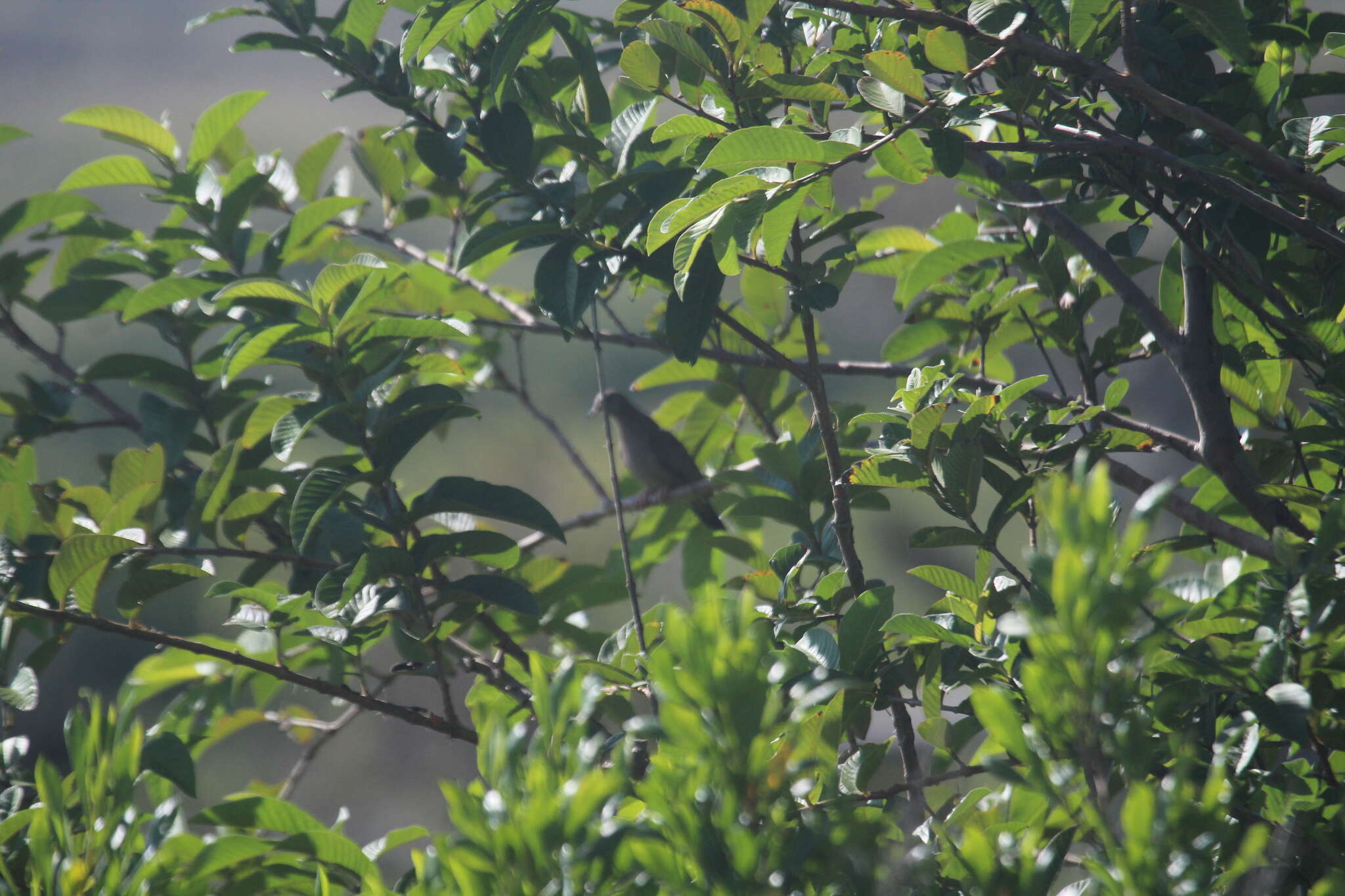 Image of Socorro Common Ground-Dove