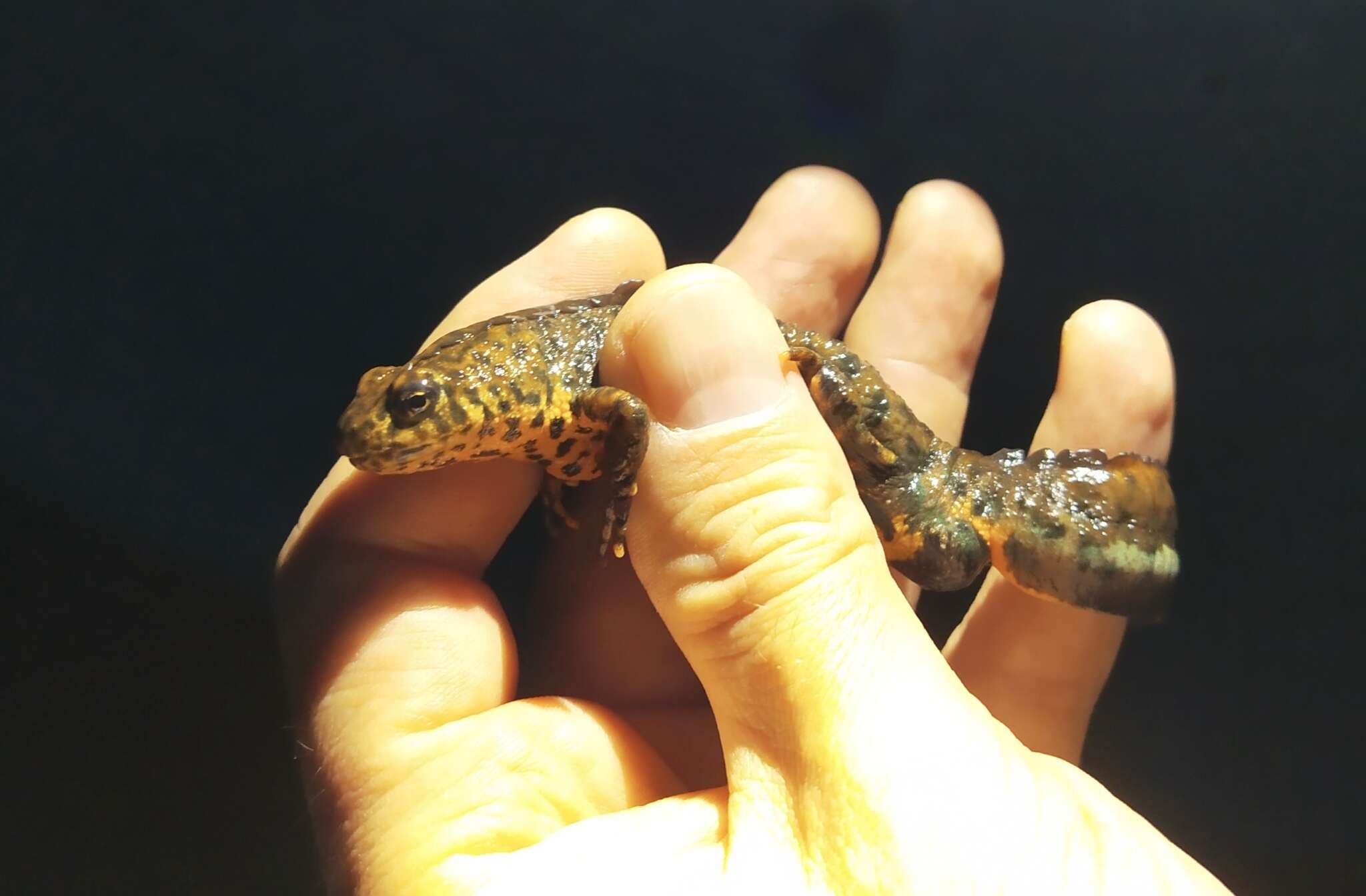 Image of Southern Crested Newt
