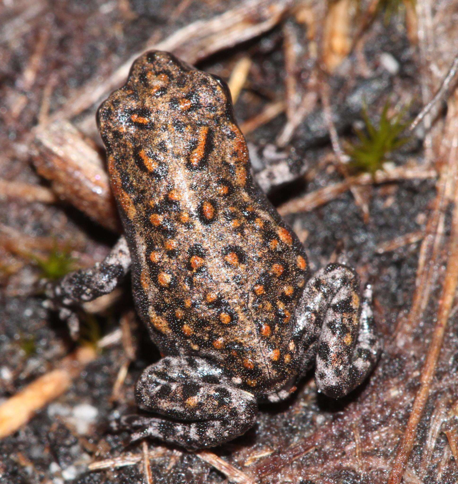 Image de Capensibufo tradouwi (Hewitt 1926)