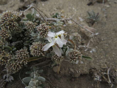 Matthiola fruticulosa (L.) Maire resmi