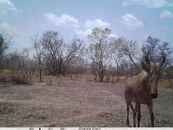 Image of Western Hartebeest