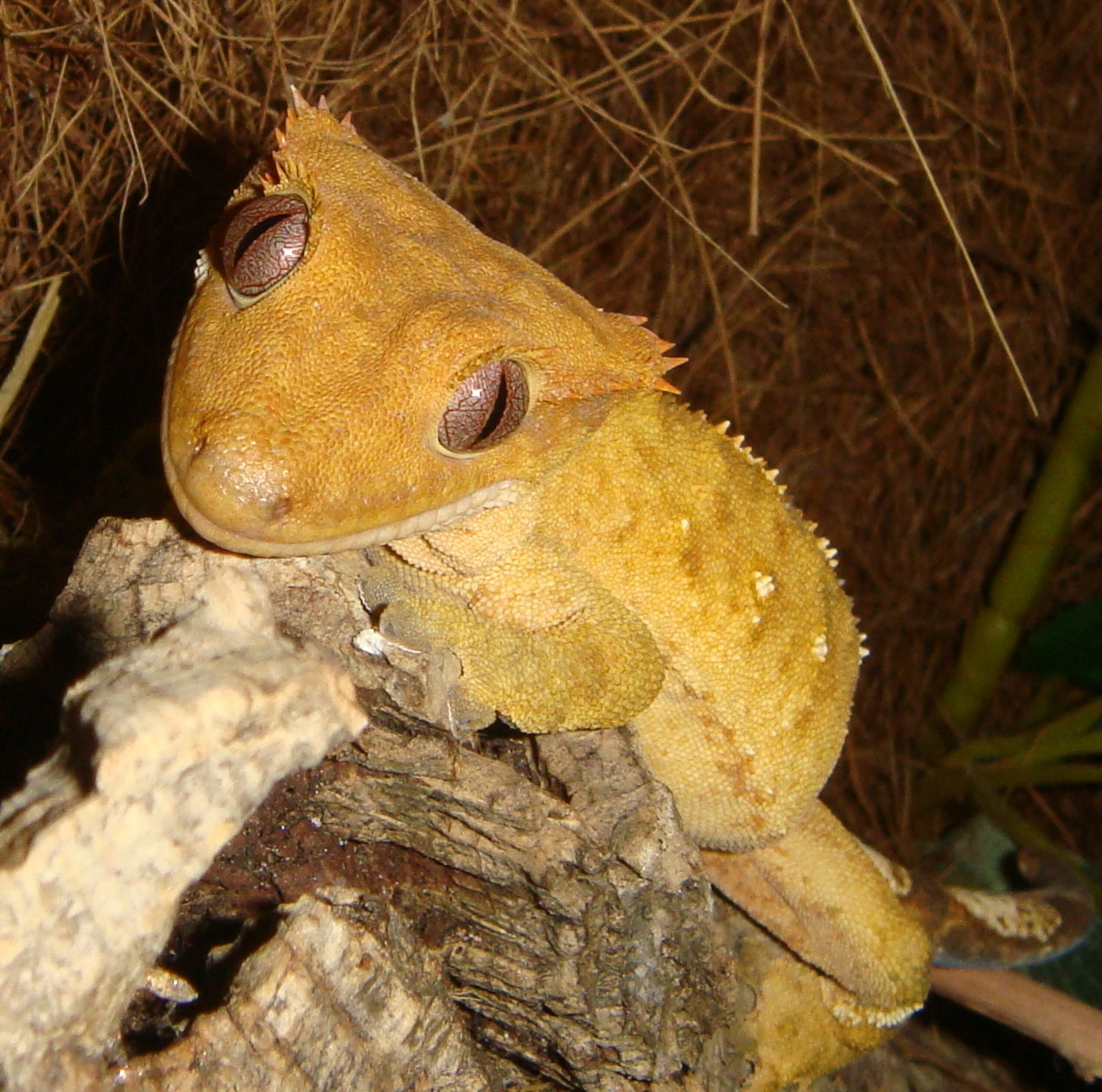 Image of Crested Gecko