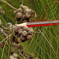 Image of Casuarina cunninghamiana subsp. cunninghamiana