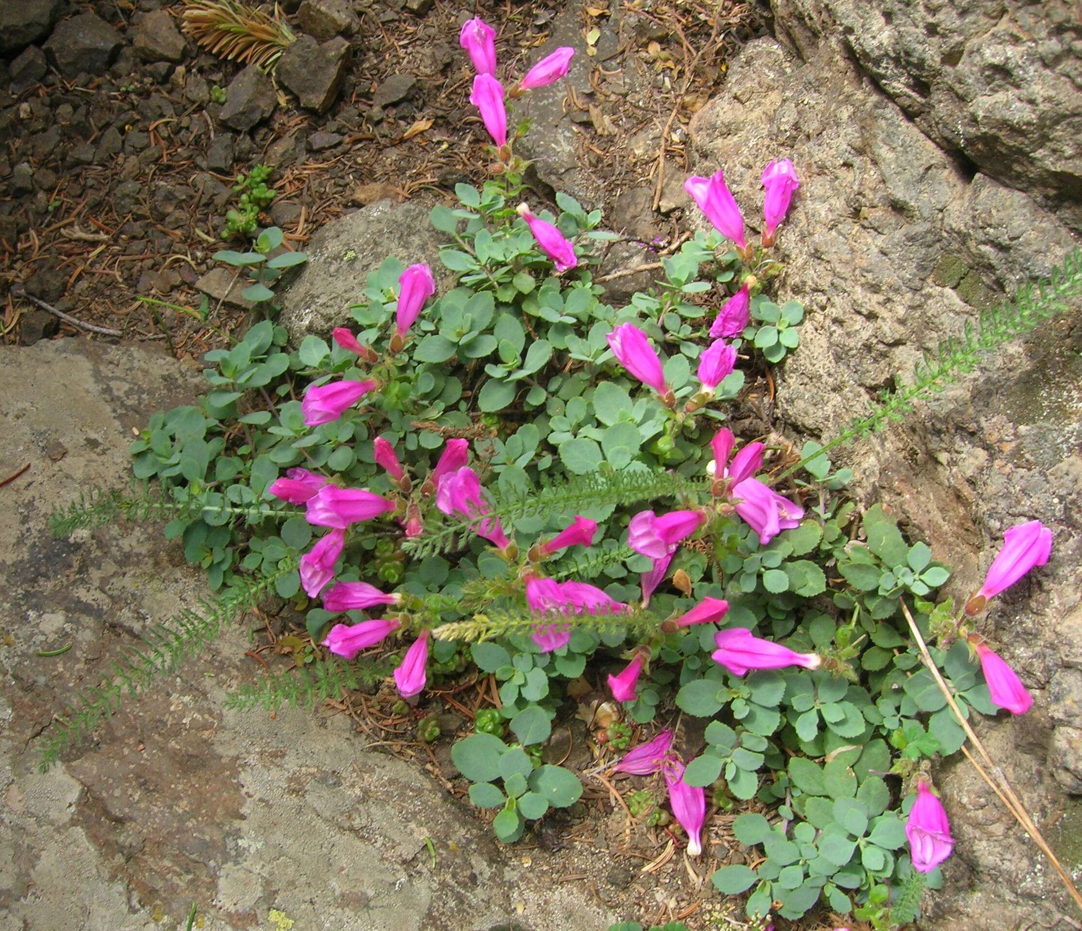 Image of cliff beardtongue