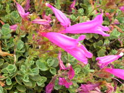 Image of cliff beardtongue