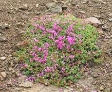 Image of cliff beardtongue