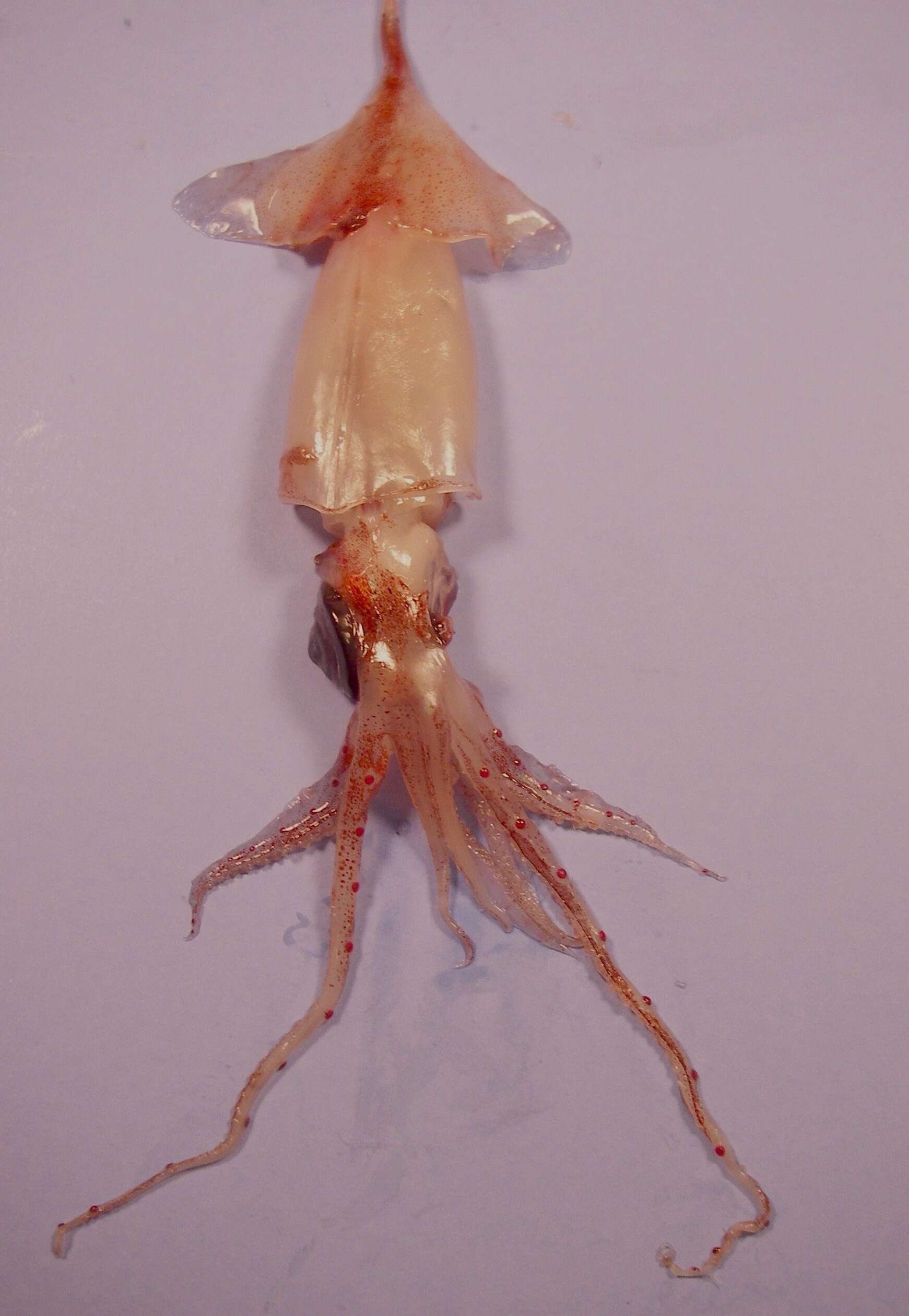Image of Lycoteuthidae Pfeffer 1908