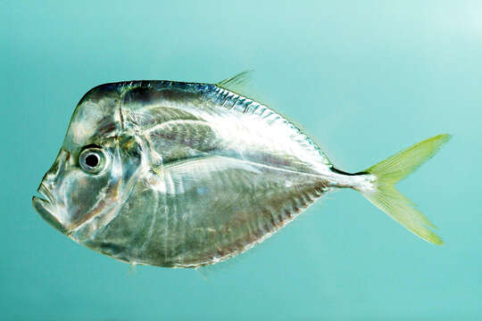 Image of Atlantic Moonfish