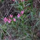 Plancia ëd Nerium oleander L.