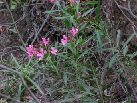 Image of Oleander