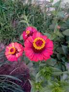 Image of ELEGANT ZINNIA