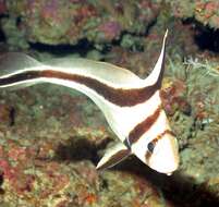 Image of Donkey Fish