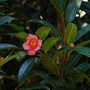 Camellia hongkongensis Seem. resmi