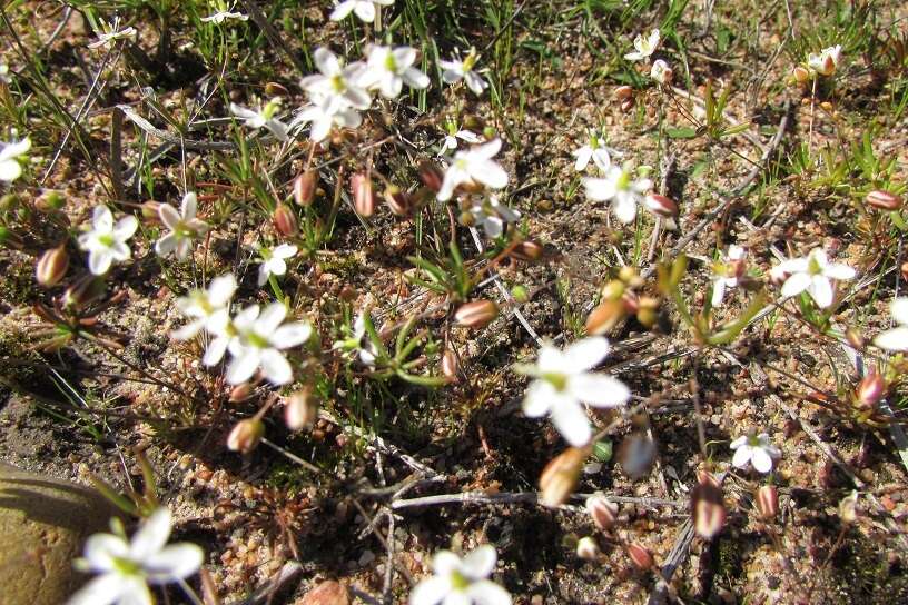 Image of Pharnaceum dichotomum L. fil.