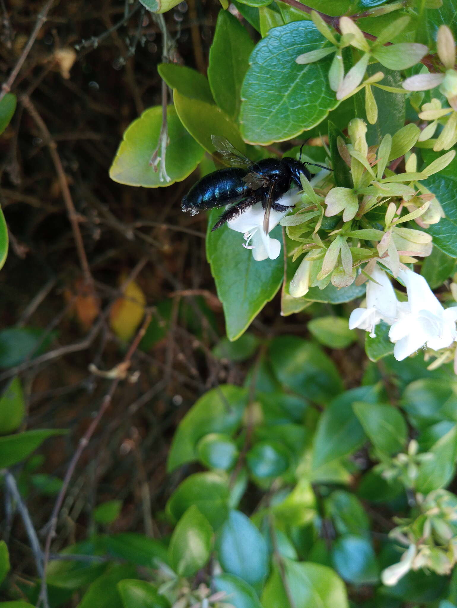 Image of Xylocopa splendidula Lepeletier 1841