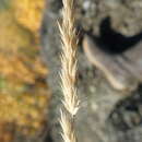 Image of purple reedgrass