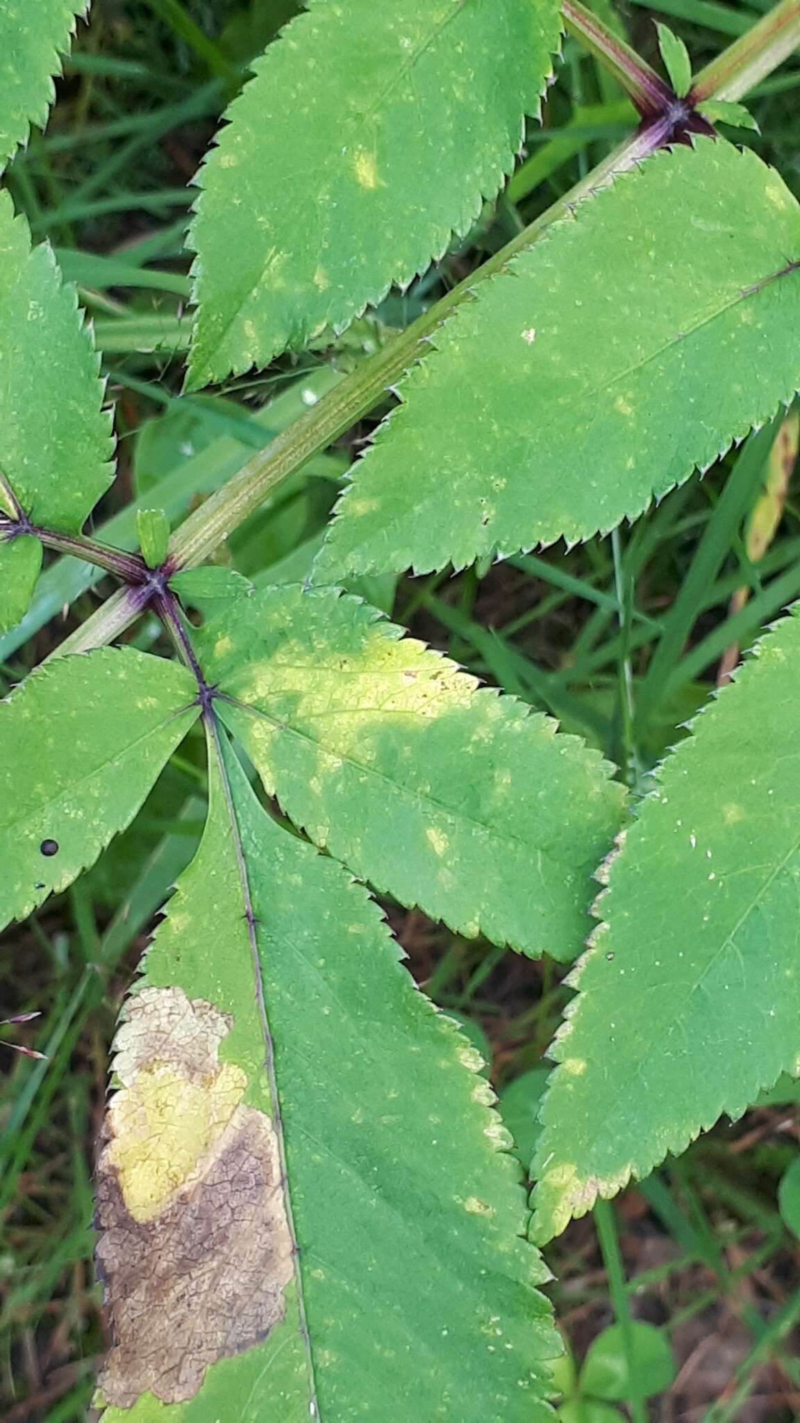 Image de Puccinia angelicae (Schumach.) Fuckel 1870