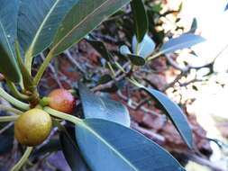 Image of Ficus desertorum