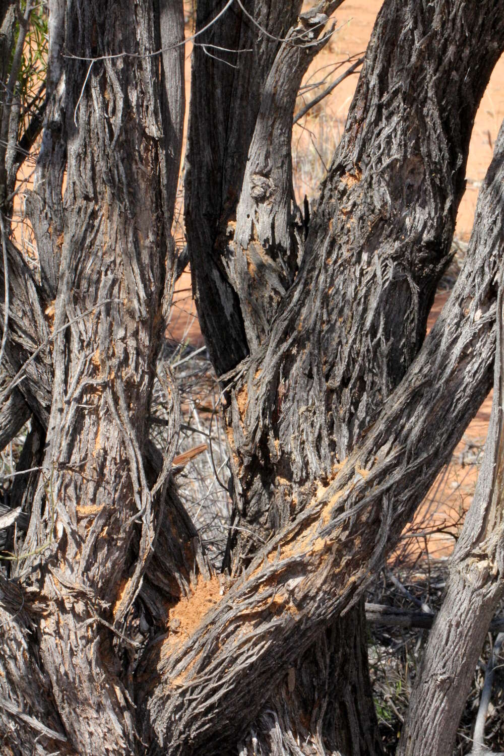 Image of Ventilago viminalis Hook.