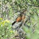 Image of Creamy-breasted Canastero